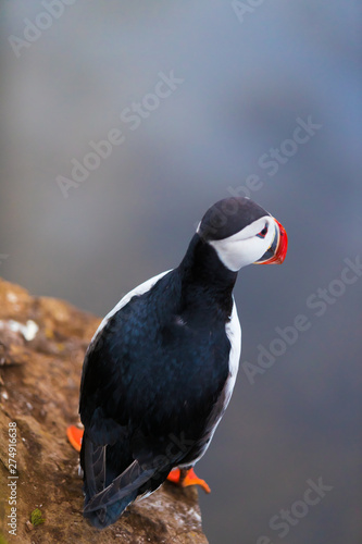 Cute iconic puffin bird  Iceland