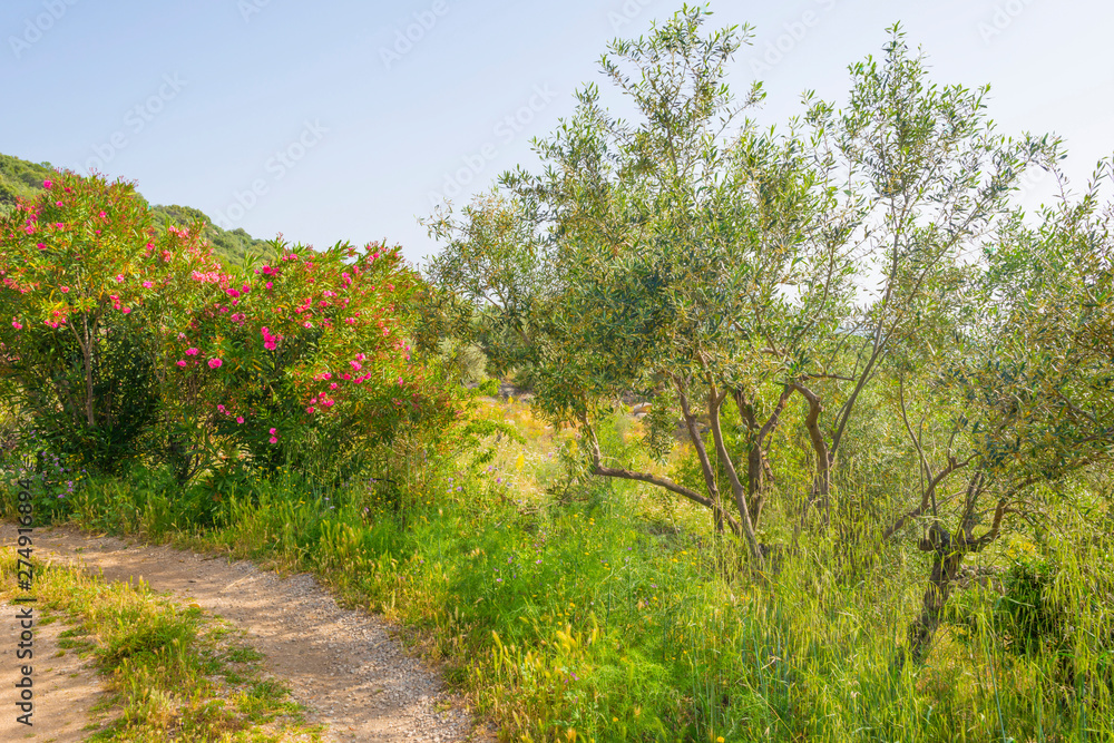 Scenic landscape of green hills and rocky mountains of the island of Sardinia in spring Scenic landscape of green hills and rocky mountains of the island of Sardinia in spring