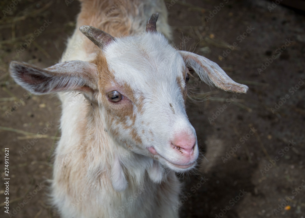 Portrait of a beautiful cute baby goat on the farm, livestock Portrait of a beautiful cute baby goat on the farm, livestock