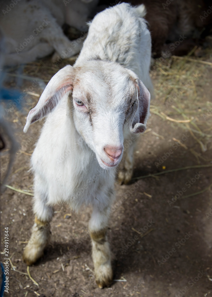 Portrait of a beautiful cute baby goat on the farm, livestock Portrait of a beautiful cute baby goat on the farm, livestock