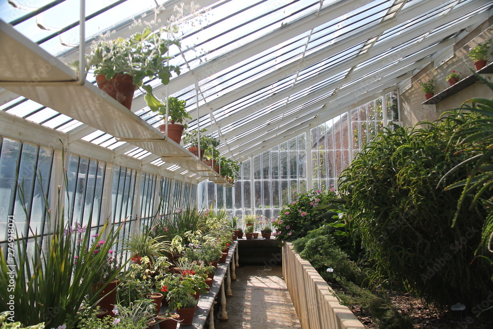 plants in greenhouse