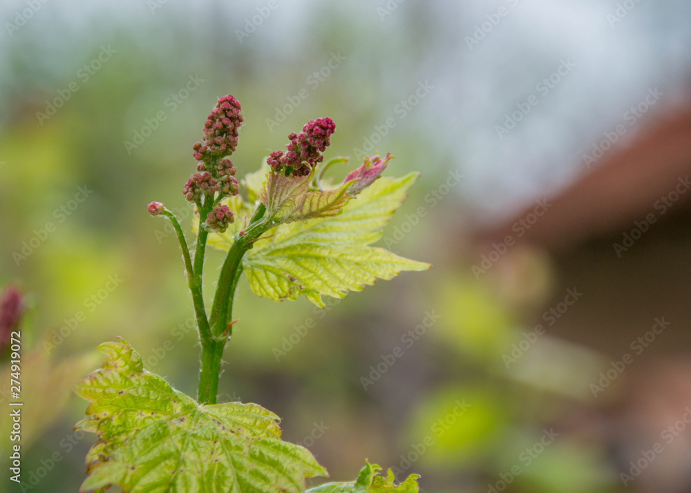Small fresh green leaves of grapevine. Close-up of flowering grape vines, grapes bloom during day. Grape seedlings on a vine, small flower buds before they become fruits. Young sprouts. Grape branches Small fresh green leaves of grapevine. Close-up of flowering grape vines, grapes bloom during day. Grape seedlings on a vine, small flower buds before they become fruits. Young sprouts. Grape branches