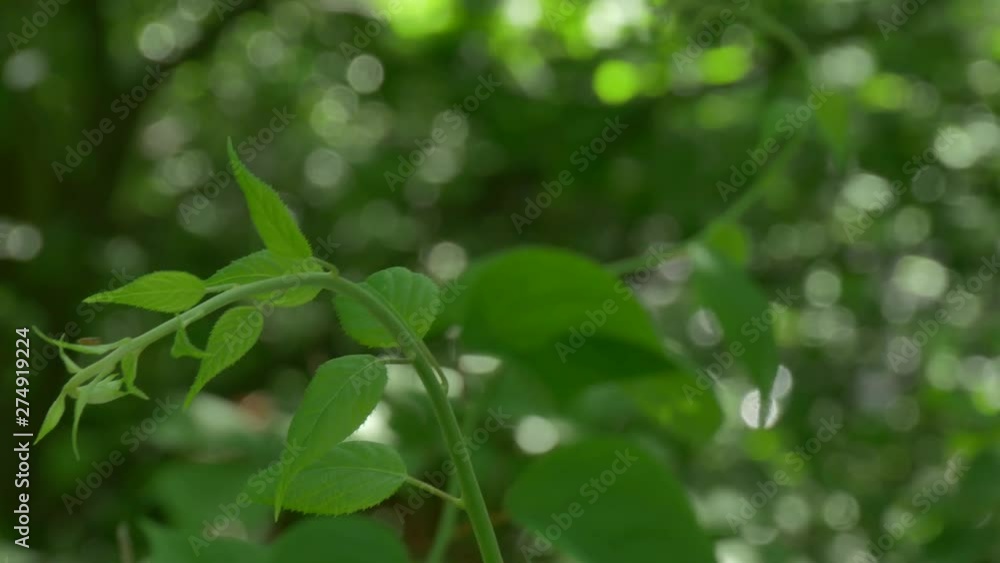 green leaves of tree in spring green leaves of tree in spring