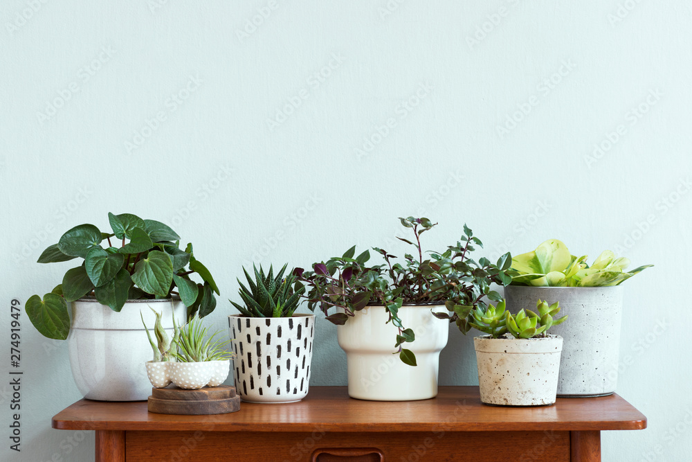 Fototapeta premium Stylish and botany composition of home interior garden filled a lot of plants in different design, elegant pots and air plants in on the brown retro table. Spring green blossom. Template. Minimalistic