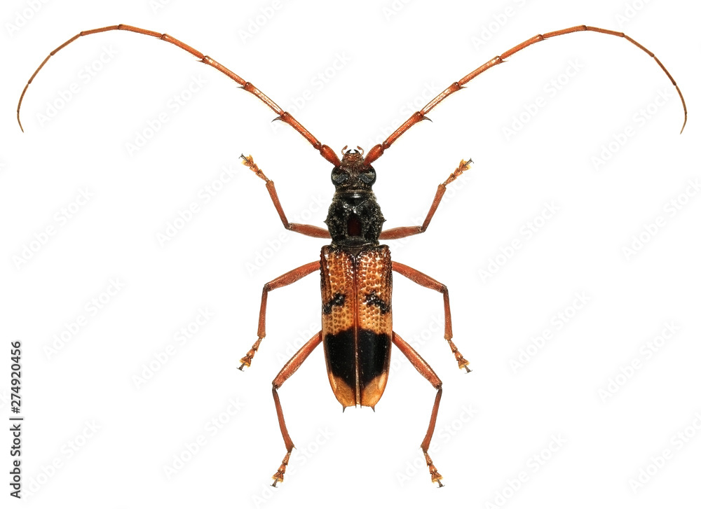 Eucalyptus long-horned beetle, Phoracantha recurva (Coleoptera: Cerambycidae) isolated on a white background Eucalyptus long-horned beetle, Phoracantha recurva (Coleoptera: Cerambycidae) isolated on a white background