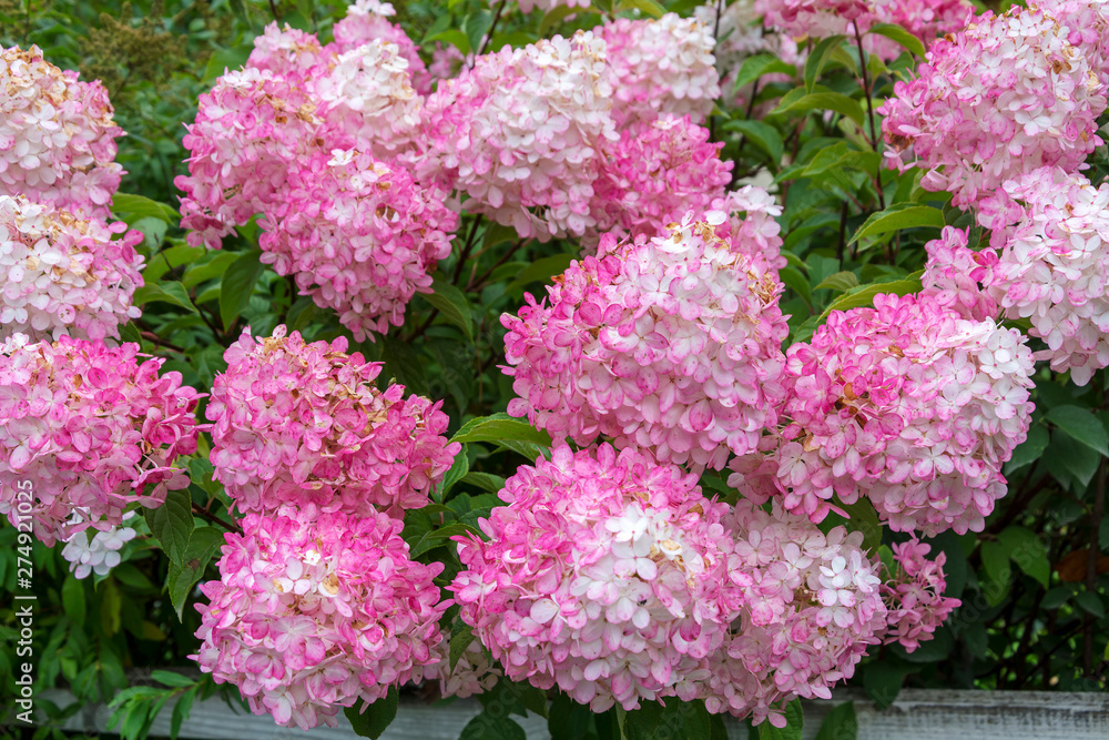 Flowering shrubs Hydrangea paniculata Flowering shrubs Hydrangea paniculata