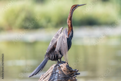 Fotografi African darter drying its wings in the sun