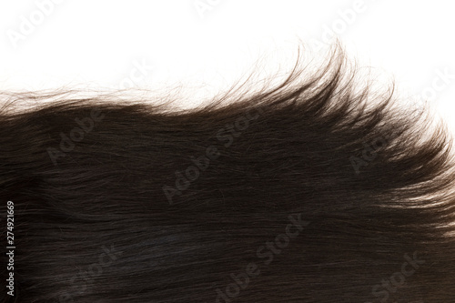 Dark hair isolated on white background