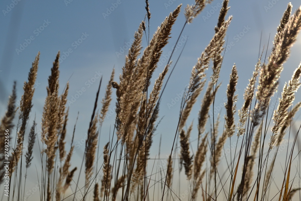 Fototapeta premium grass and blue sky