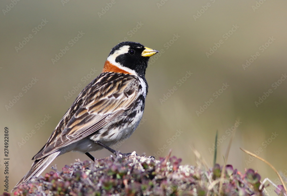 Lapland longspur, bunting, Calcarius lapponicus, birds of Greenland Lapland longspur, bunting, Calcarius lapponicus, birds of Greenland