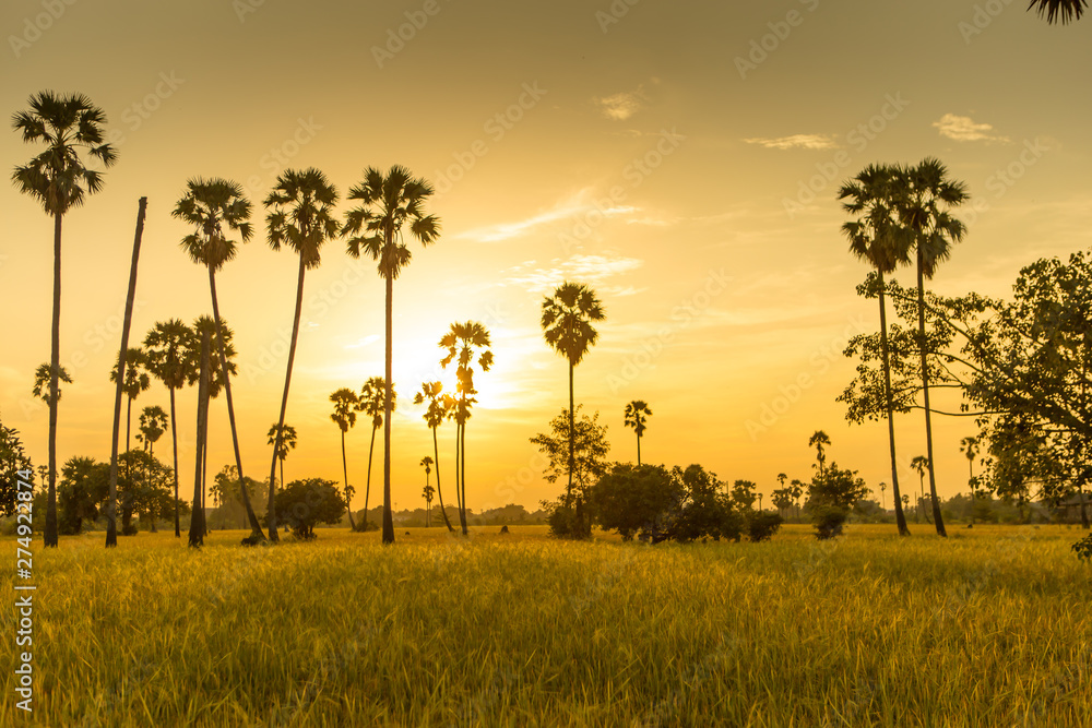 Obraz premium Rice fields with palm sugar palm trees and sun light at Pathum Thani, Thailand