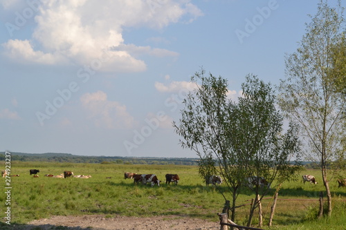 rural landscape with cows