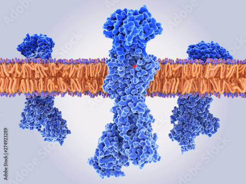 Принти на полотні The gastric proton pump H+,K+ -ATPase with a proton pump inhibitor (PPI) bound