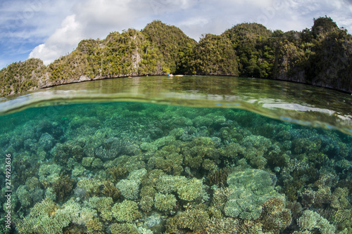 Healthy corals grow on a reef in Raja Ampat, Indonesia. This remote, tropical region is home to an extraordinary array of marine biodiversity and is a popular destination for divers and snorkelers.