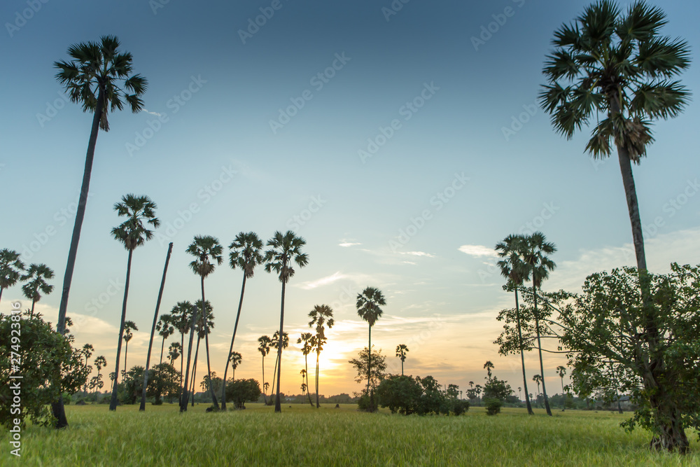 Rice fields with palm sugar palm trees and sun light at Pathum Thani, Thailand Rice fields with palm sugar palm trees and sun light at Pathum Thani, Thailand