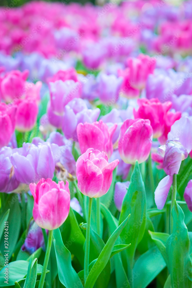 Beautiful pink and purple growing tulips spring nature background, Tulip flowers meadow