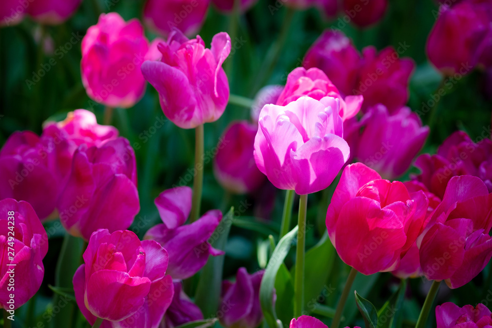 Beautiful pink growing tulips spring nature background, Tulip flowers meadow
