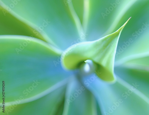 Abstract natural patterns (leaves of agave plant) soft focus image and very shallow depth of field for aesthetic effect. photo