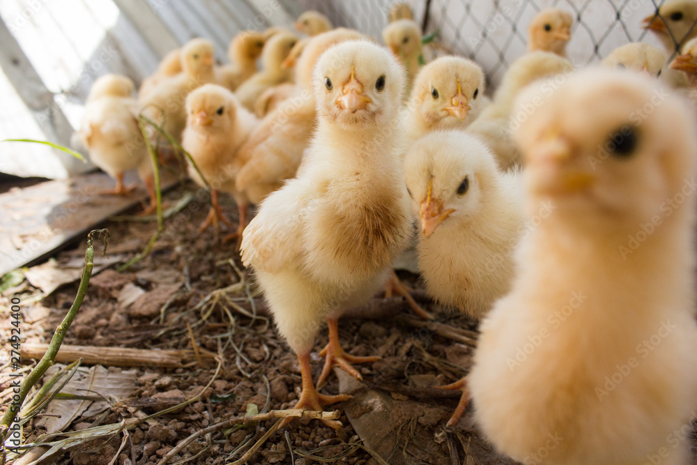 Many chicks were kept in farms.