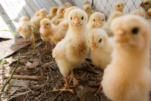 Many chicks were kept in farms. Fotobehang