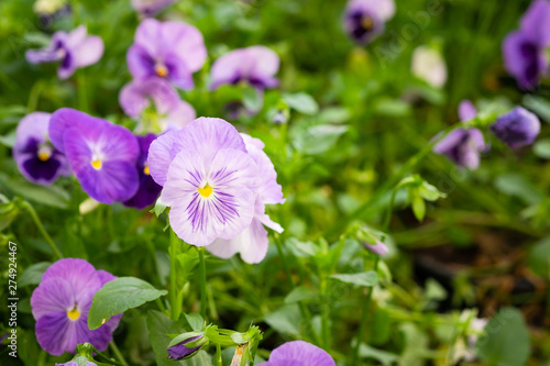 Beautiful violet pancy flowers in the garden