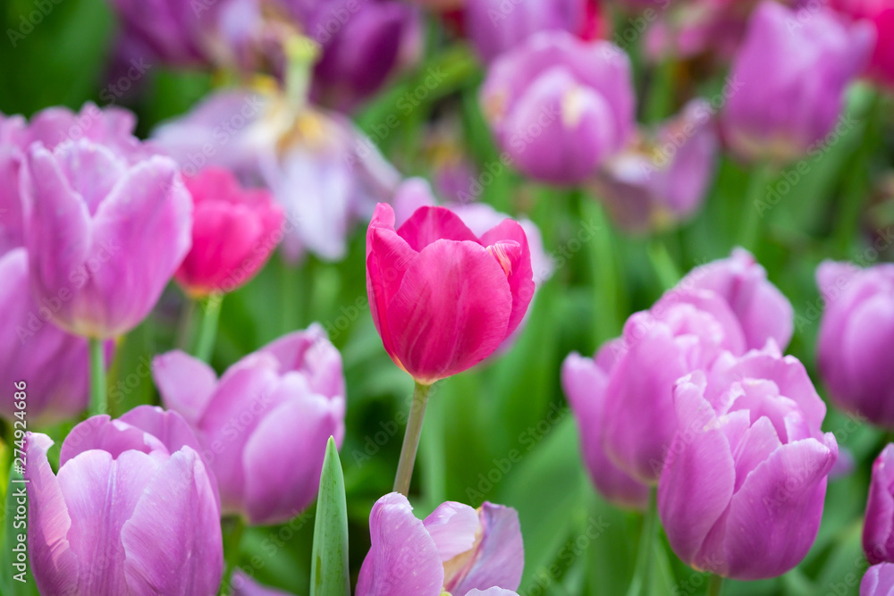 Obraz premium Tulip flowers meadow, tulip spring nature background