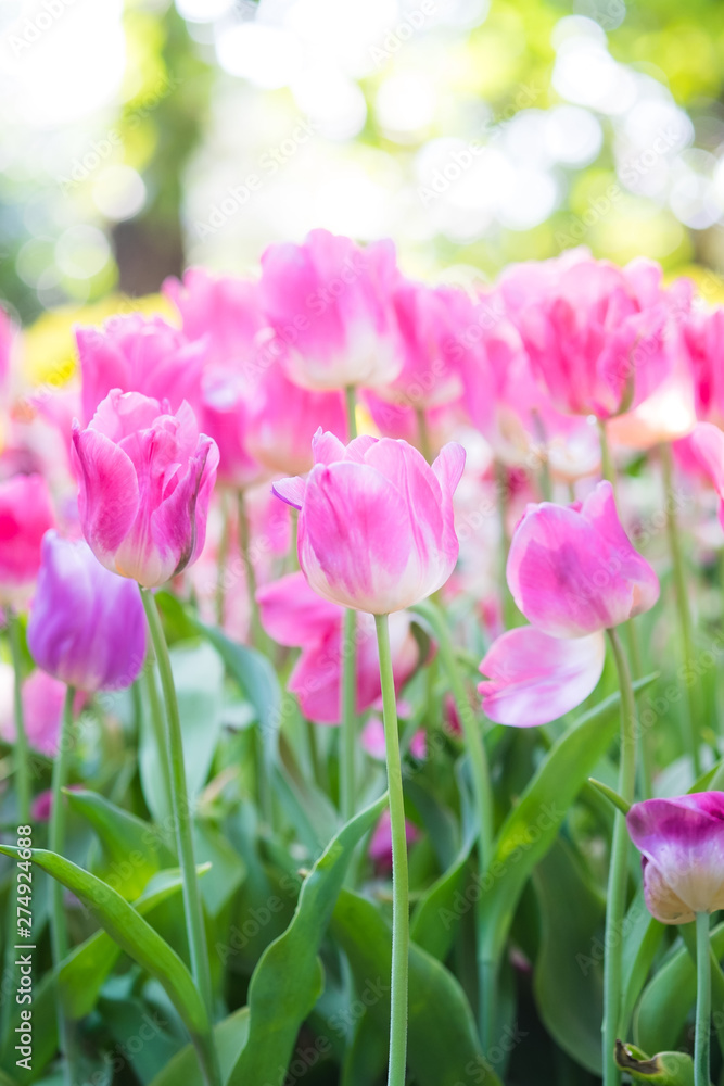 Tulip flowers meadow, tulip spring nature background Tulip flowers meadow, tulip spring nature background