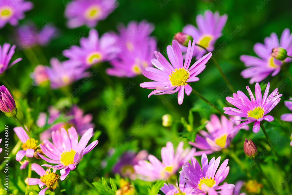 Beautiful Wild Michaelmas Daisy Flowers In The Garden Beautiful Wild Michaelmas Daisy Flowers In The Garden