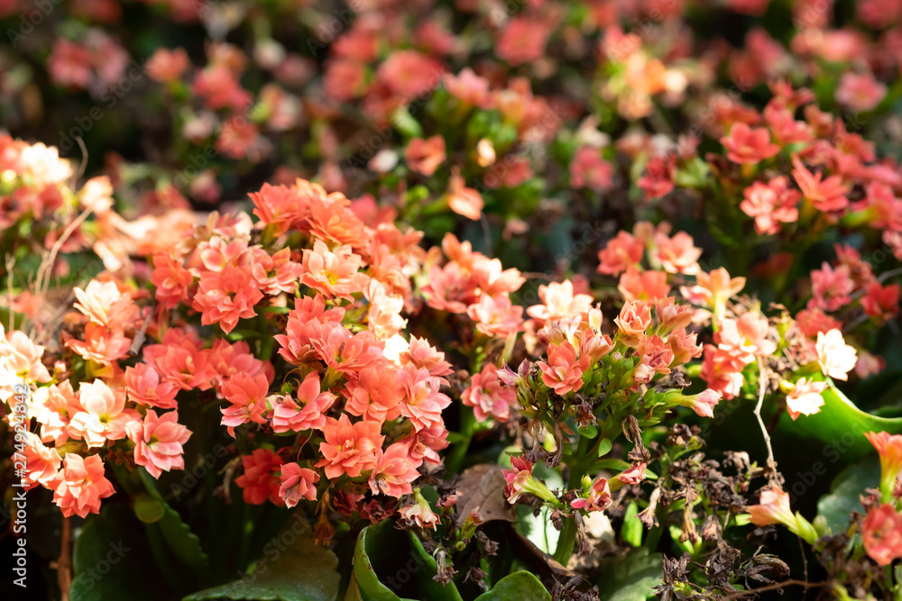 Naklejka premium Kalanchoe Blossfeldiana flower plants