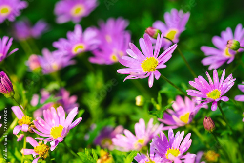 Beautiful Wild Michaelmas Daisy Flowers In The Garden