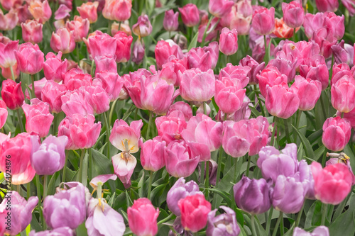 Pink and ourple tulip flowers meadow, tulip spring nature background © Patcharida
