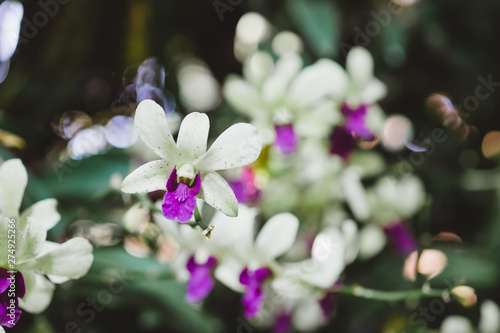 White dendrobium orchids with shades of purple in tropical garden, Thailand. © Patcharida