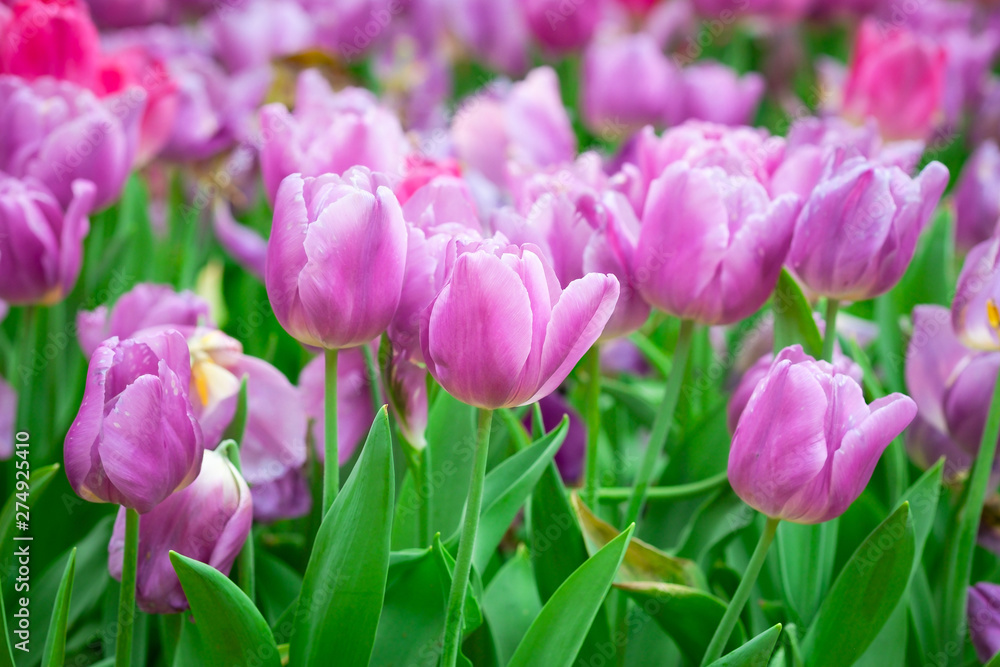 Tulip flowers meadow, tulip spring nature background