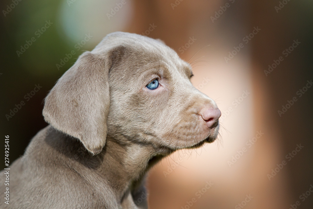 Hund Rassehunde Weimeranerwelpen im Herbst Portrait Kopf blaue Augen