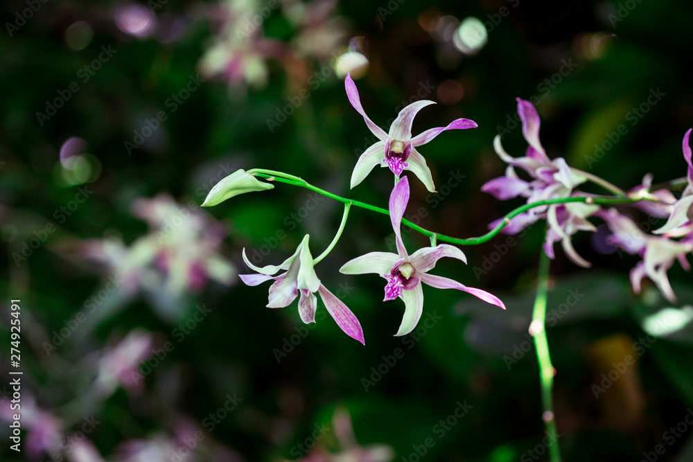White orchids with shades of purple in tropical garden, Thailand White orchids with shades of purple in tropical garden, Thailand