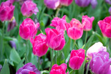 Tulip flowers meadow, tulip spring nature background