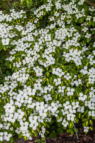 Blüten von Cornus kousa 'Goldstar'