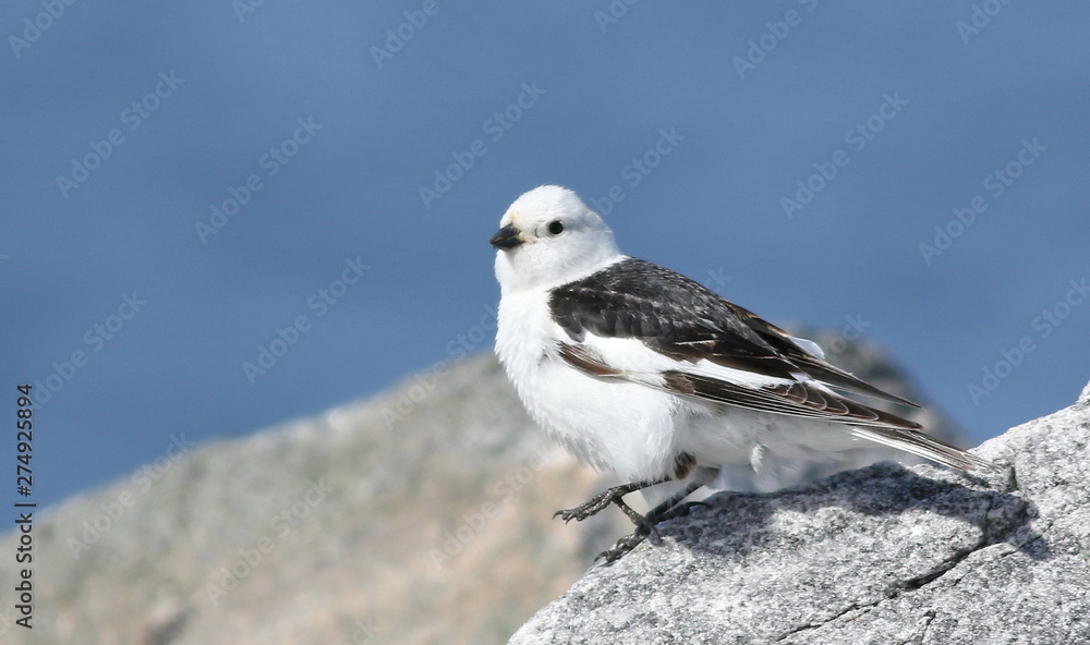 Snow Bunting, Plectrophenax nivalis, birds of Greenland Snow Bunting, Plectrophenax nivalis, birds of Greenland