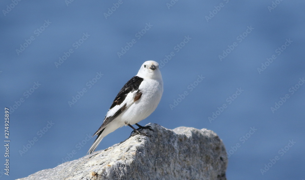 Snow Bunting, Plectrophenax nivalis, birds of Greenland Snow Bunting, Plectrophenax nivalis, birds of Greenland