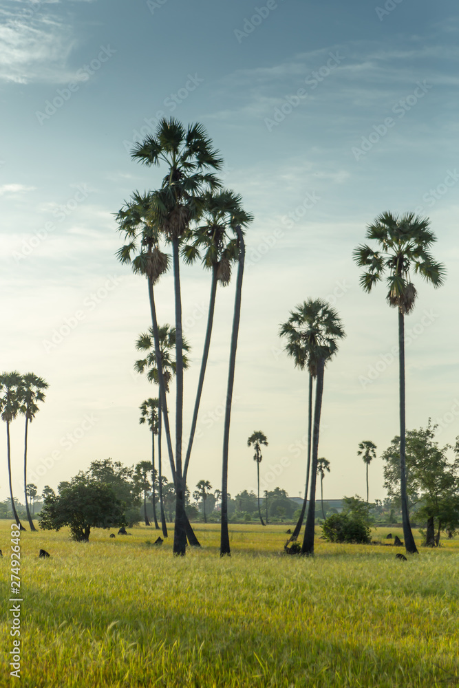 Fototapeta premium Rice fields with palm sugar palm trees and sun light at Pathum Thani, Thailand