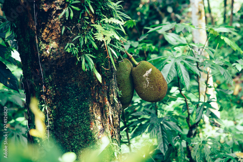 Jack fruits hanging at tree...