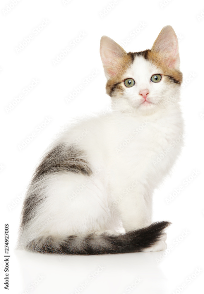 Turkish angora kitten on white background