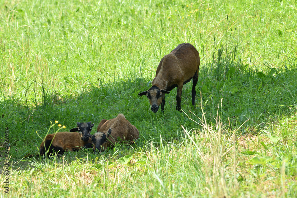 herd of wild goats resting on a meadow under a tree herd of wild goats resting on a meadow under a tree
