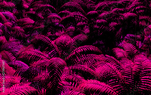 Pink Jungle Palm Trees With Strong Shadows