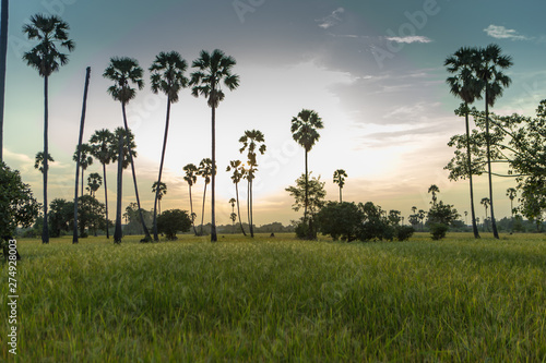 Rice fields with palm sugar palm trees and sun light at Pathum Thani  Thailand