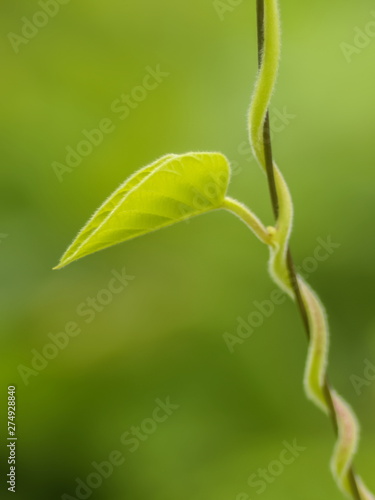 Close-up Green leaf shape heart of Devil's Trumpet with green nature blurred background, hallucinogen plant known as Jimsonweed, latin name Datura Stramonium.
