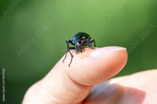 Black ground beetle on human finger. Carabid bug with big mandibles, long antennae and glossy elytra with green sheen.