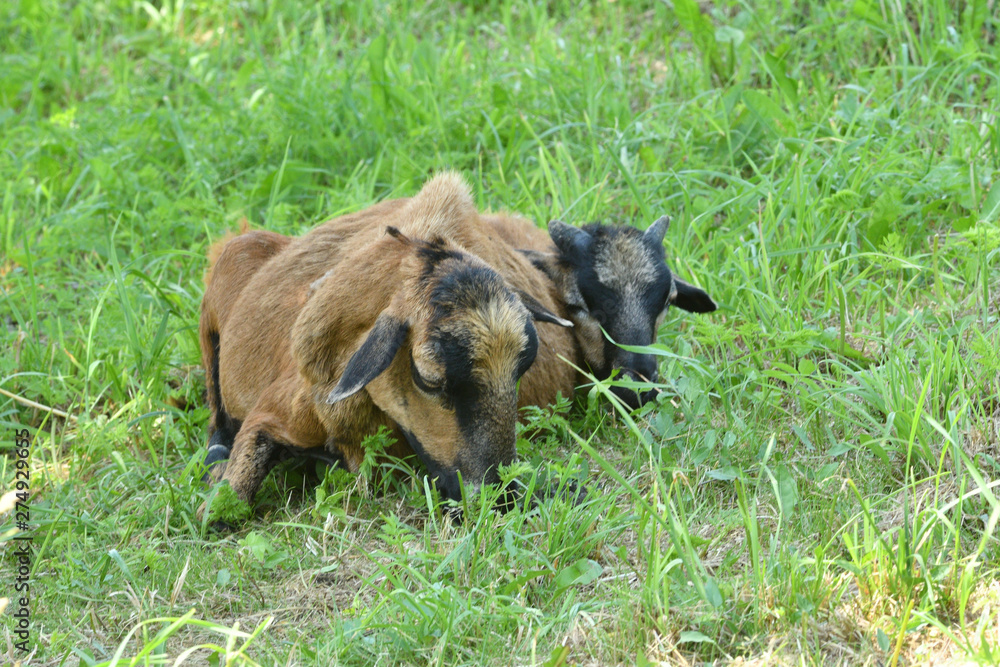 detail of a goat head lying resting on grass detail of a goat head lying resting on grass
