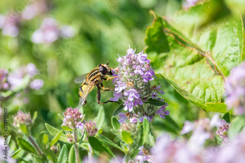 Hoverfly collects nectar on purple oregano flower. Syrphid fly on the blooming Origanum vulgare herb on summer meadow.