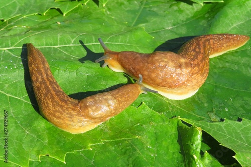 Slugs on green leaves
